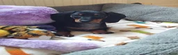 Dachshund dogs for sale: KC REGISTERED 7 MONTH OLD STANDARD GIRL - Advert 2