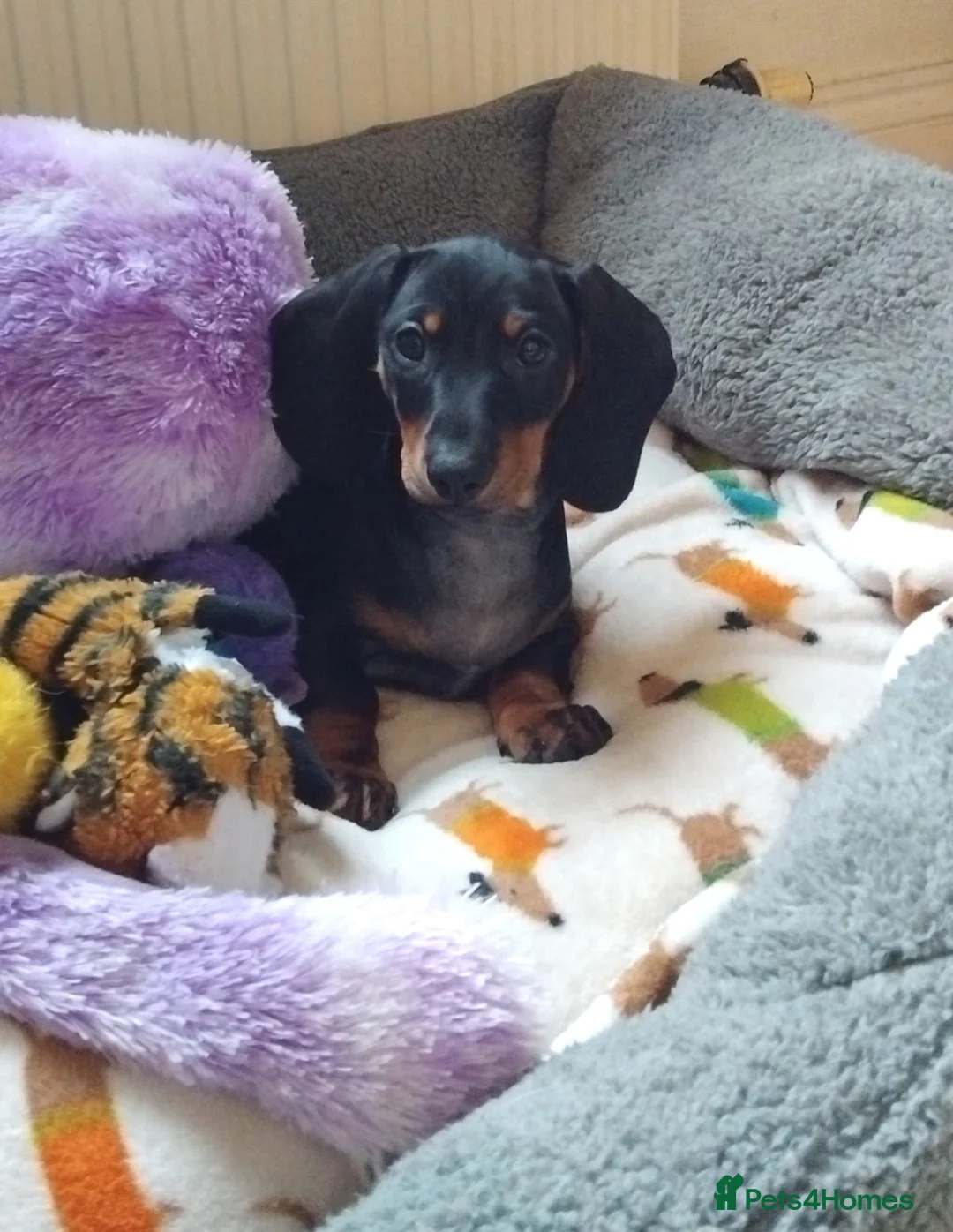 Dachshund dogs for sale: KC REGISTERED 7 MONTH OLD STANDARD GIRL - Advert 2