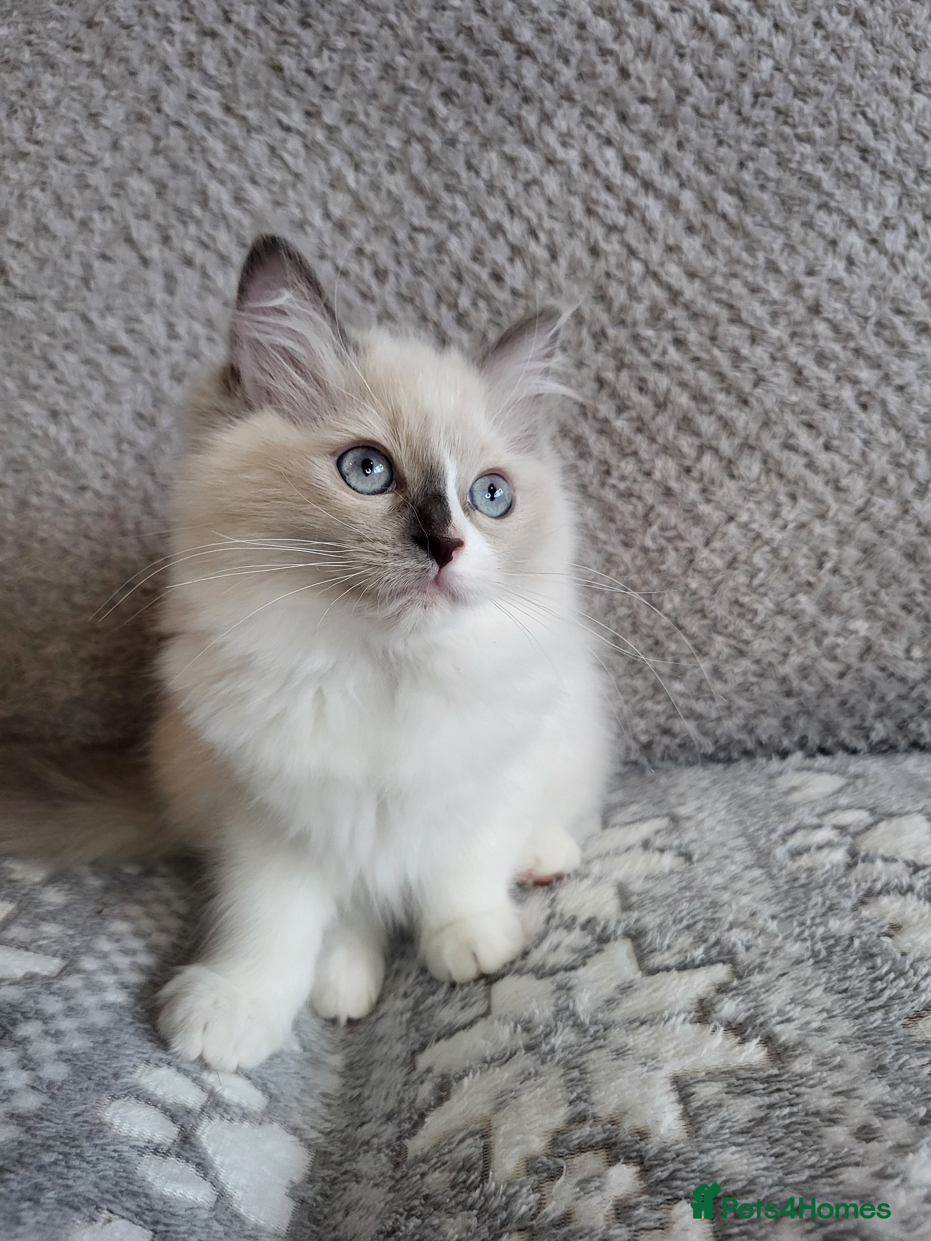 Ragdoll cats GCCF registered Ragdoll Kittens  - Advert 1