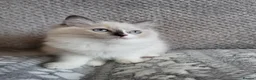Ragdoll cats for sale: GCCF registered Ragdoll Kittens  - Advert 8