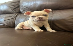 French Bulldog dogs for sale: Beautiful Frenchie babies-4 weeks free insurance - Image 7