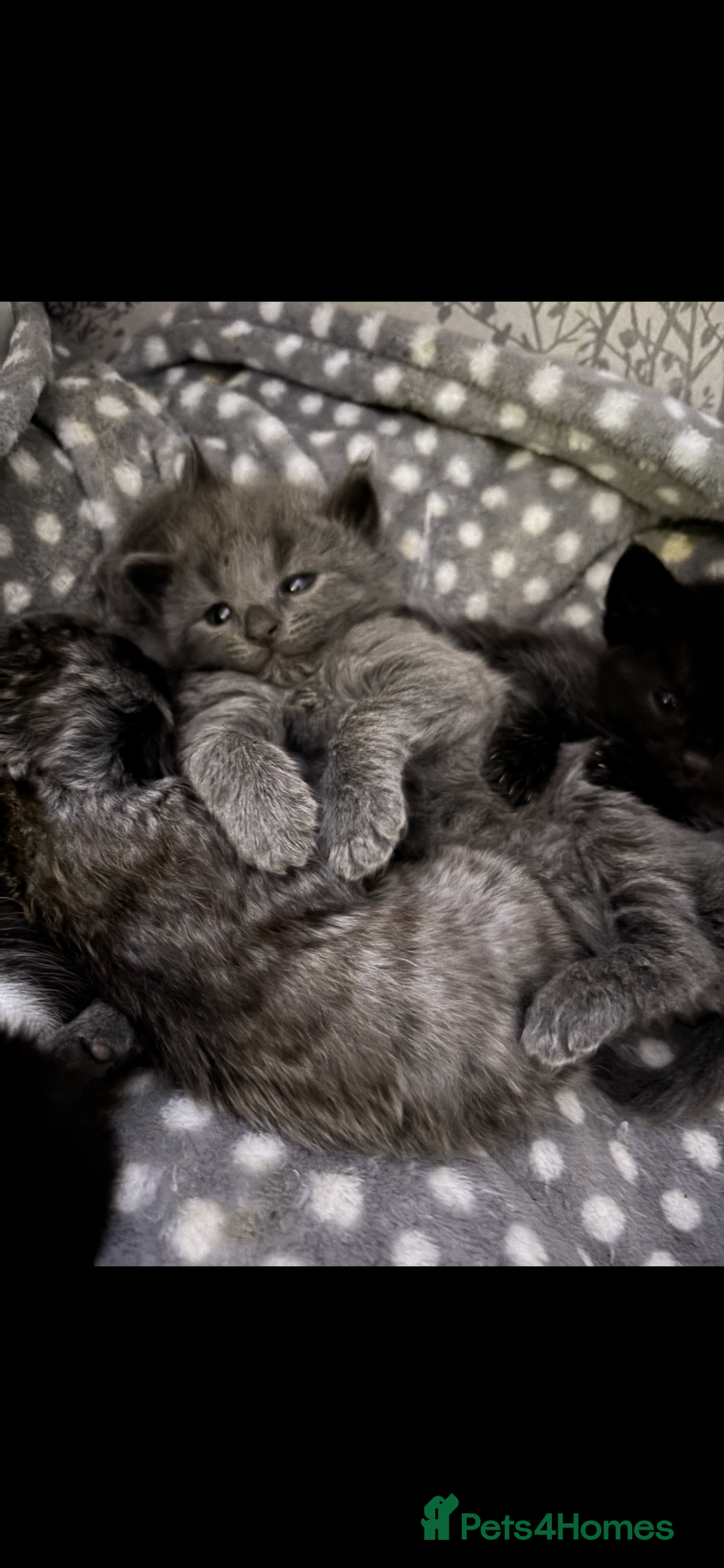 Ragdoll cats for sale: My daisy is expecting fluffy ragdolls 🥹🏡 - Image 2