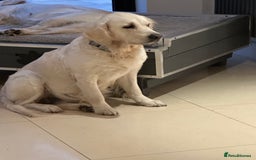 Golden Retriever dogs for sale: 4 Year Old Female Cream Golden Retriever  - Image 2