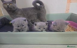 British Shorthair cats for sale: British short hair kittens  - Image 5
