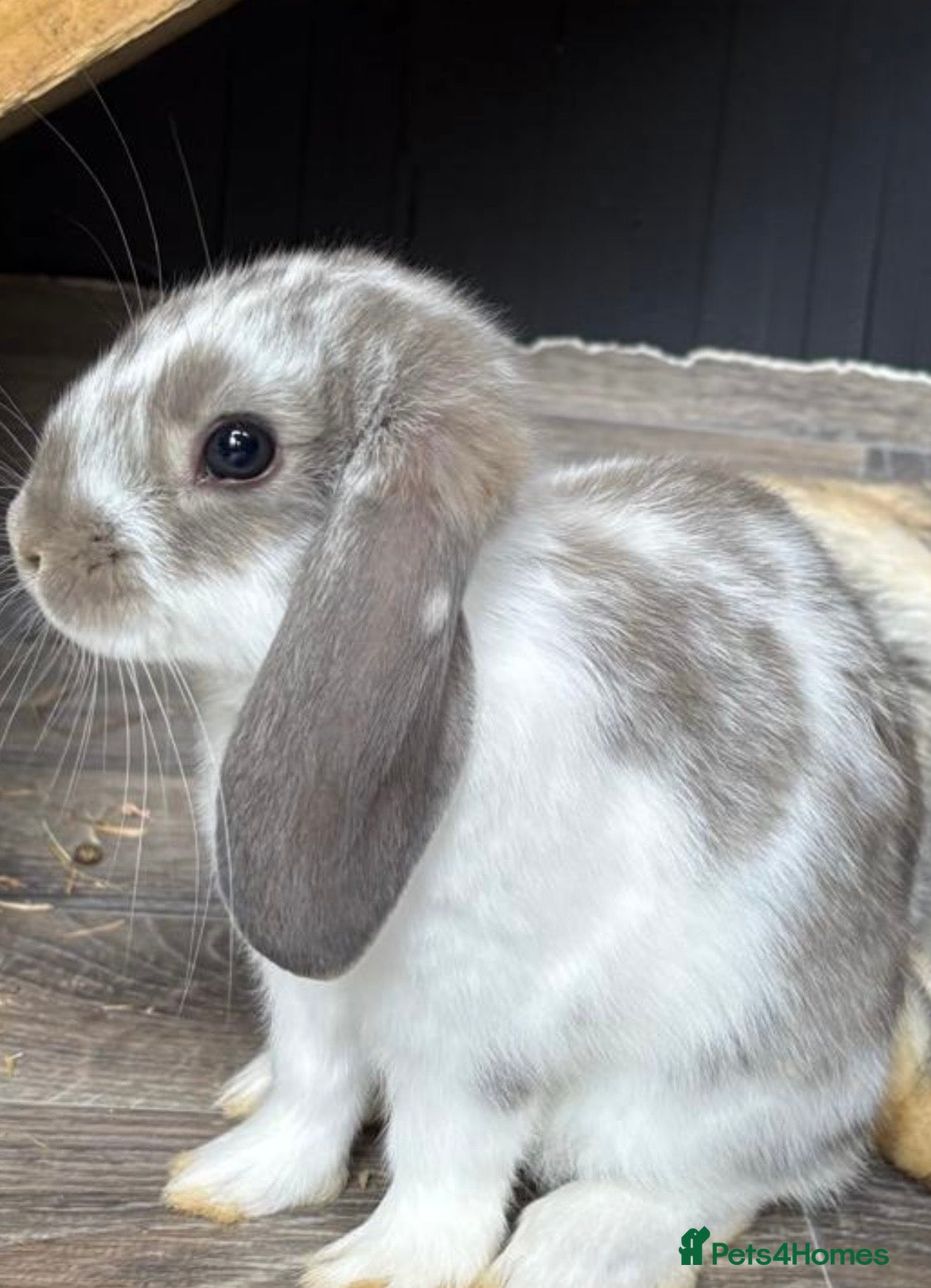Mini Lop rabbits Gorgeous Lop eared Rabbits ready 27/06/2026 - Advert 1