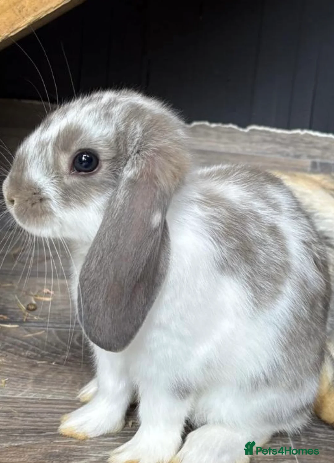 Mini Lop rabbits for sale: Gorgeous Lop eared Rabbits ready 27/06/2026 - Advert 1