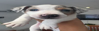 Wotsit