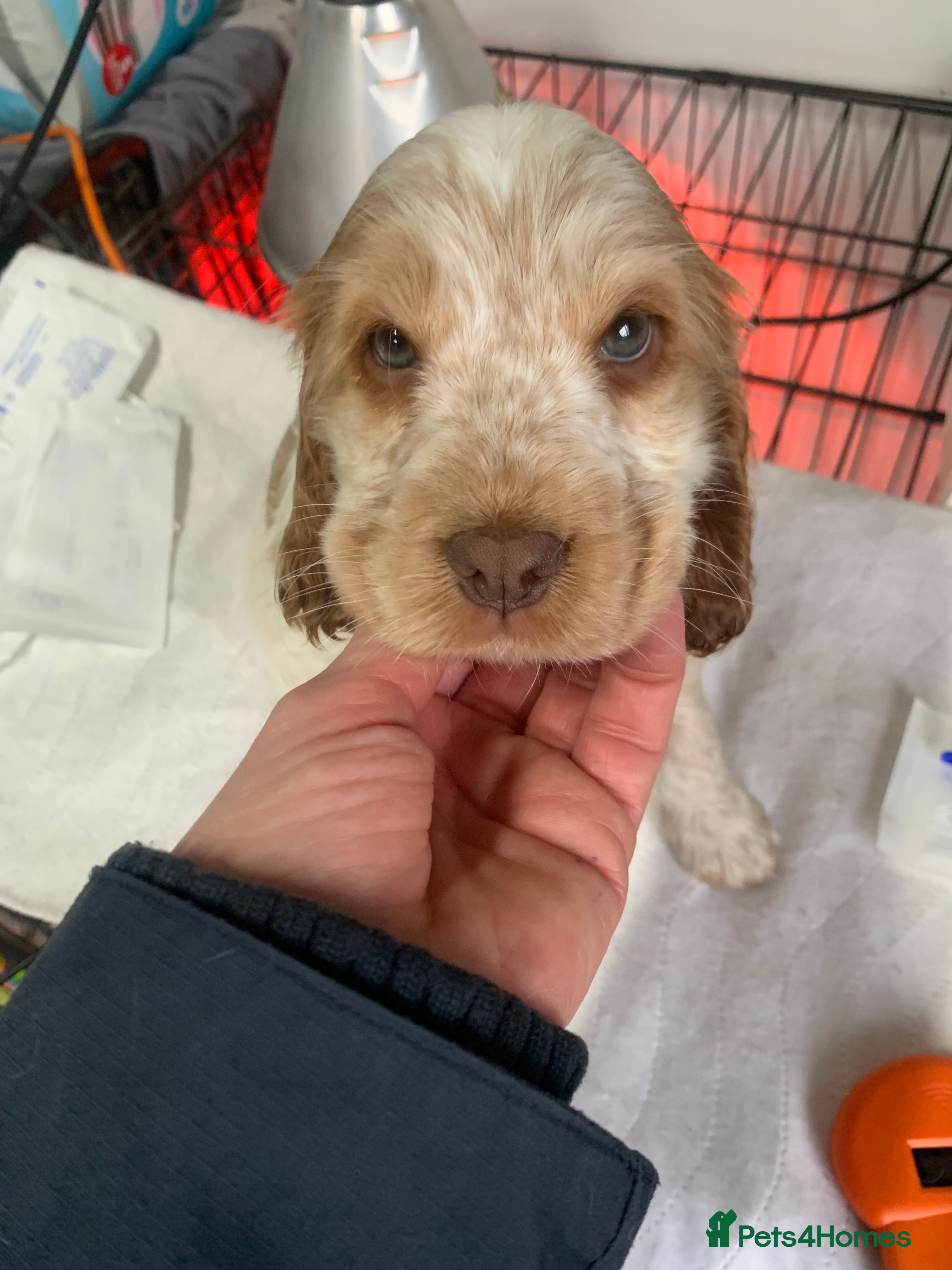 Cocker Spaniel dogs Special puppy looking for a forever home  - Advert 3