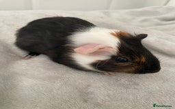 Guinea Pig rodents for sale: Male baby guinea pigs  - Image 2