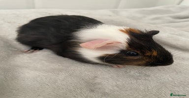Guinea Pig rodents - Advert 4