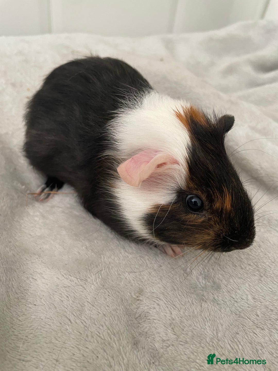 Guinea Pig rodents for sale: Male baby guinea pigs  - Image 2
