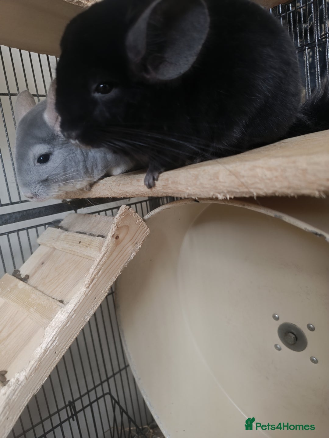 Chinchilla rodents for sale: Chinchillas for sale - Image 2