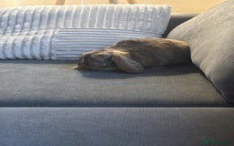 Dwarf Lop rabbits for sale: Rabbits for sale - Image 3