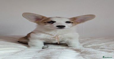 Welsh Corgi Pembroke dogs - Advert 16