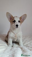 Welsh Corgi Pembroke dogs - Advert 2