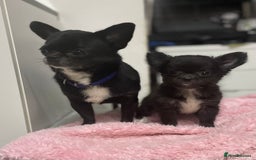 Chihuahua dogs for stud: 2 Super Tiny KC Chihuahua STUDs (Father and son) in Peterborough - Image 16