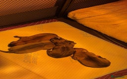 Mixed Breed dogs for sale: Beautiful German Shepherd cross puppies  - Advert 4