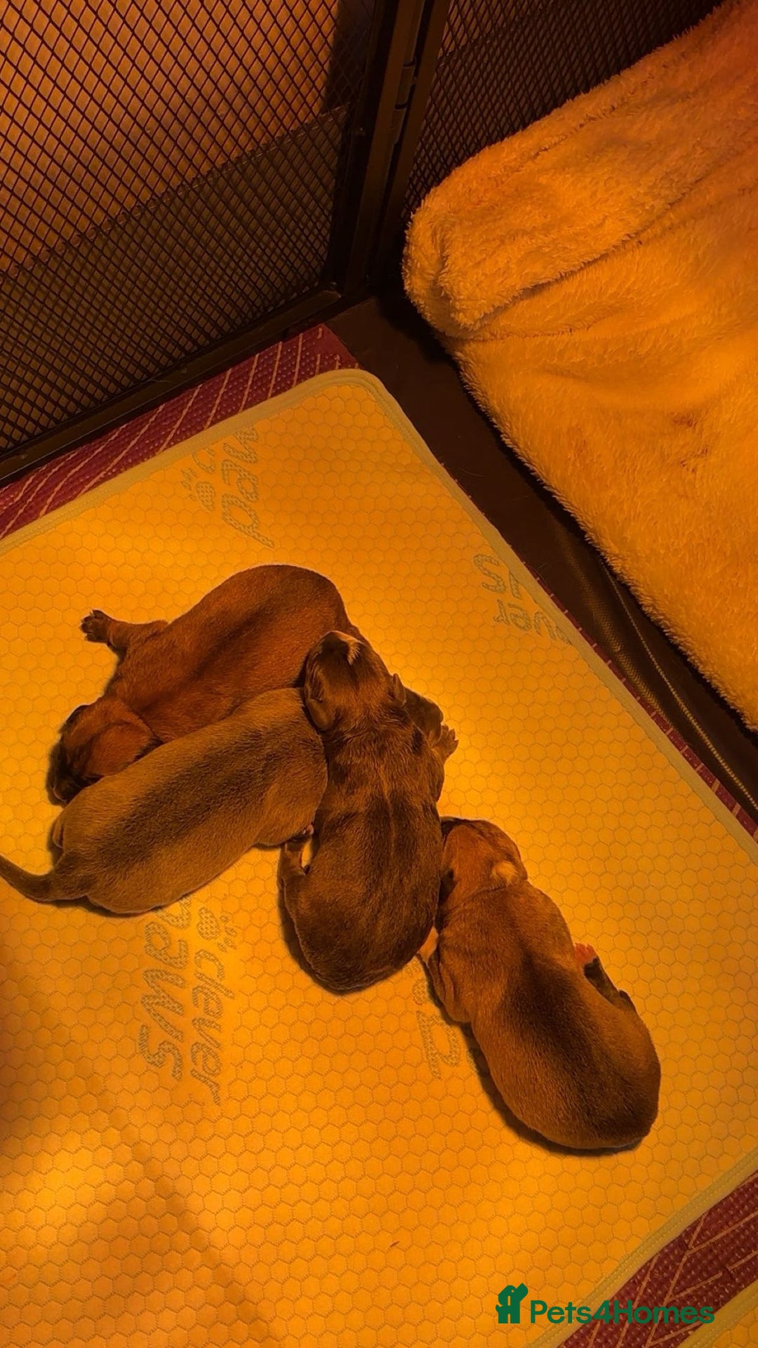 Mixed Breed dogs for sale: Beautiful German Shepherd cross puppies  - Advert 4