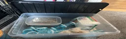 Hamster rodents for sale: Very friendly Russian Dwarf hamster  - Advert 11