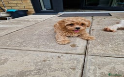 Maltipoo dogs for sale: Absolutely gorgeous maltipoo puppies  - Image 2
