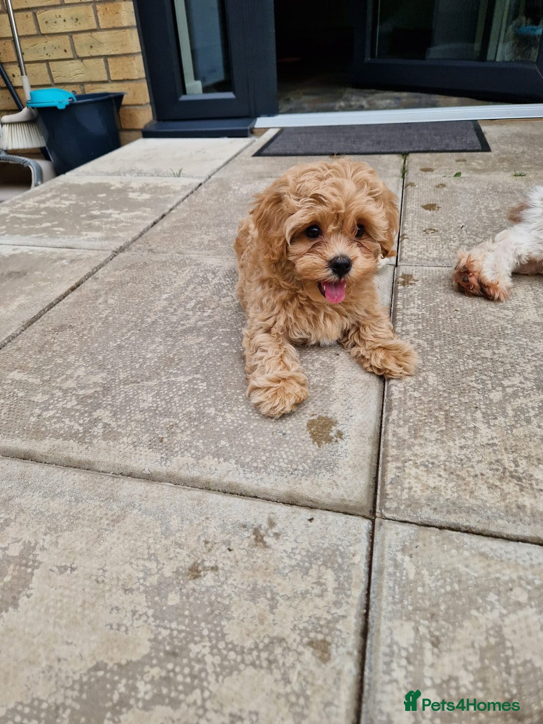 Maltipoo dogs for sale: Absolutely gorgeous maltipoo puppies  - Image 2