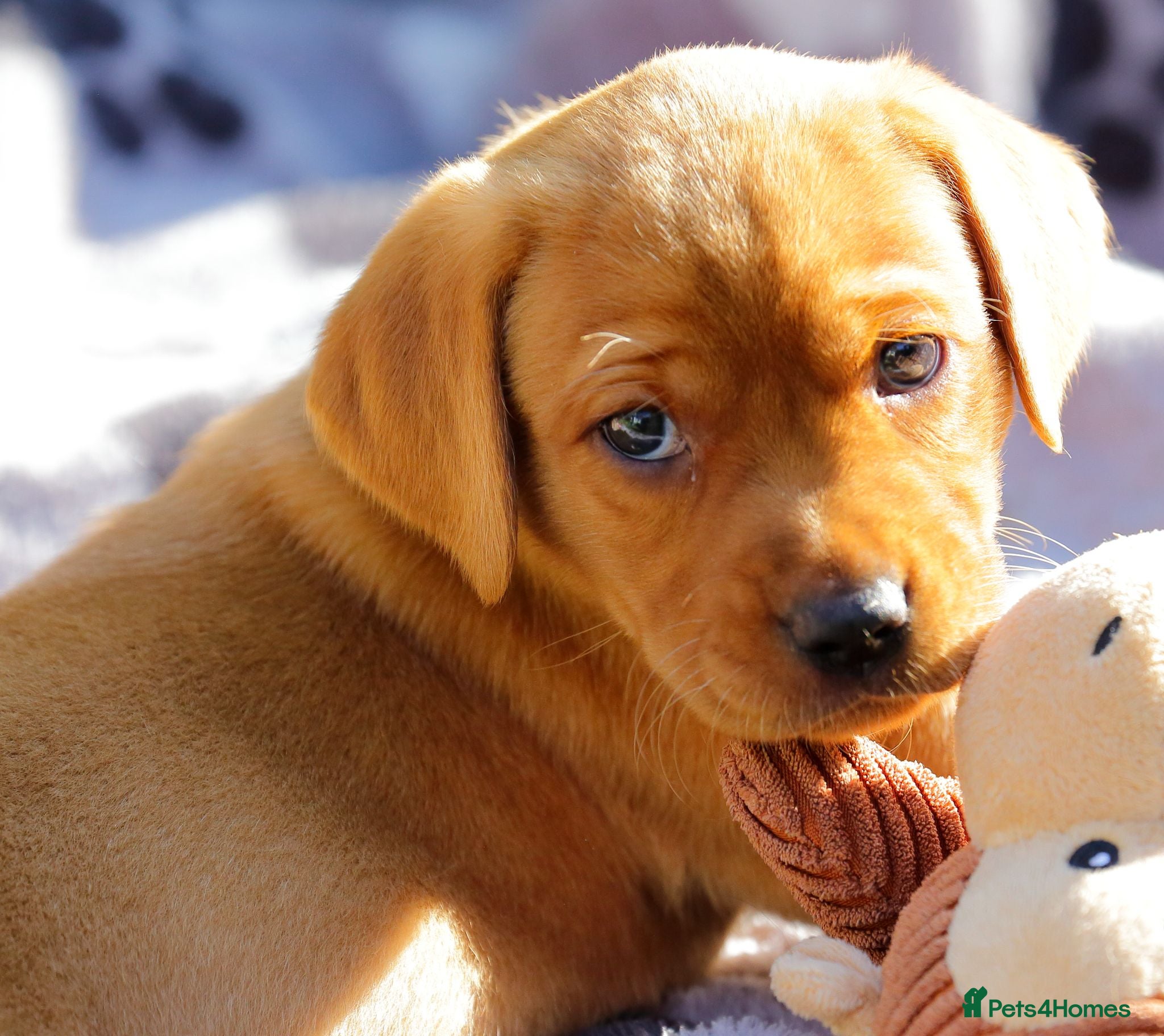 Labrador Retriever dogs Stunning chunky fox red & black labrador pups. - Advert 2