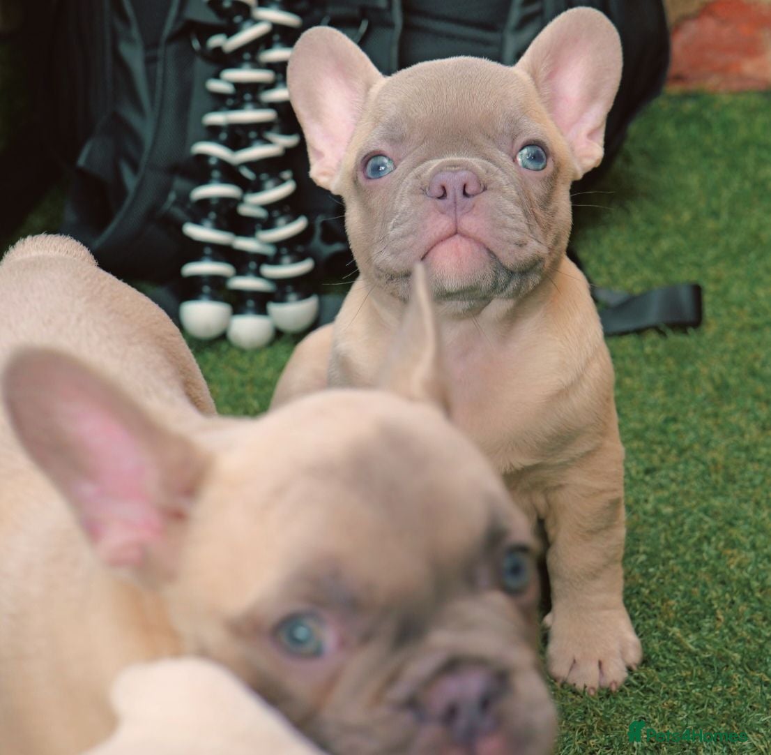 French Bulldog dogs French bulldog  - Advert 12