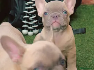 French Bulldog dogs French bulldog - Advert 12