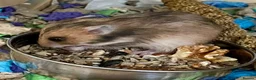 Hamster rodents for sale: Beautiful Syrian Hamsters - Advert 4