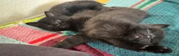Domestic Shorthair cats for sale: White and black kittens (Currently 1 month) in Croydon - Advert 9