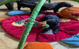 Flat coated Retriever dogs for sale: Flatcoated retriever puppies  - Image 6