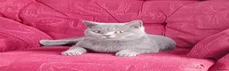 British Shorthair cats for sale: Beautiful British Blue - Female - Advert 9