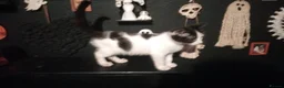 Mixed Breed cats for sale: 2 Beautiful kittens  - Advert 2