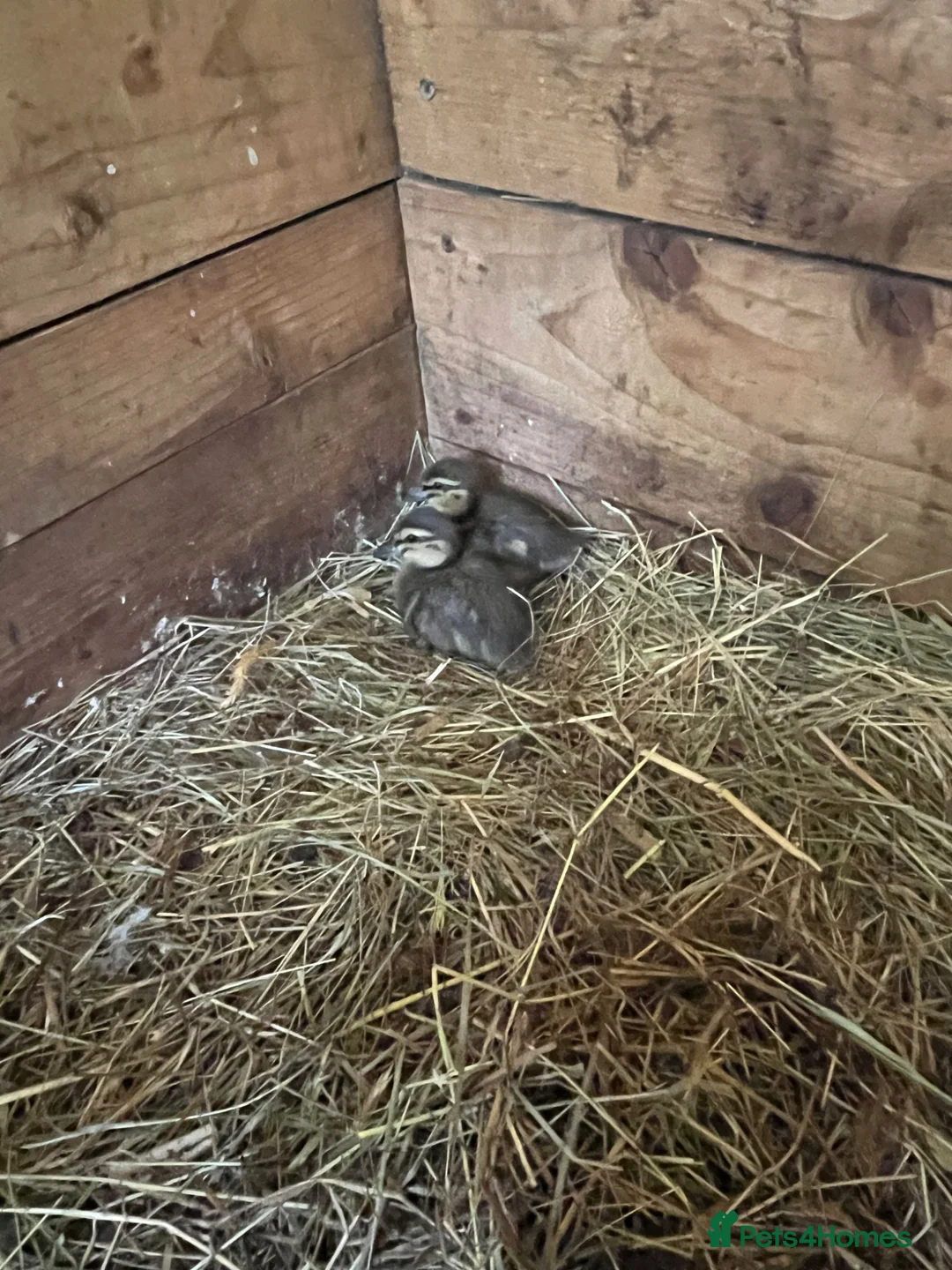 Ducks poultry for sale: Call ducklings  - Advert 2