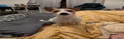 Jack Russell dogs for sale: Daisy 5 year old jack russell - Advert 3