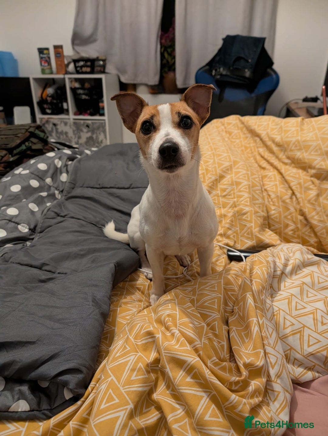 Jack Russell dogs for sale: Daisy 5 year old jack russell - Advert 3