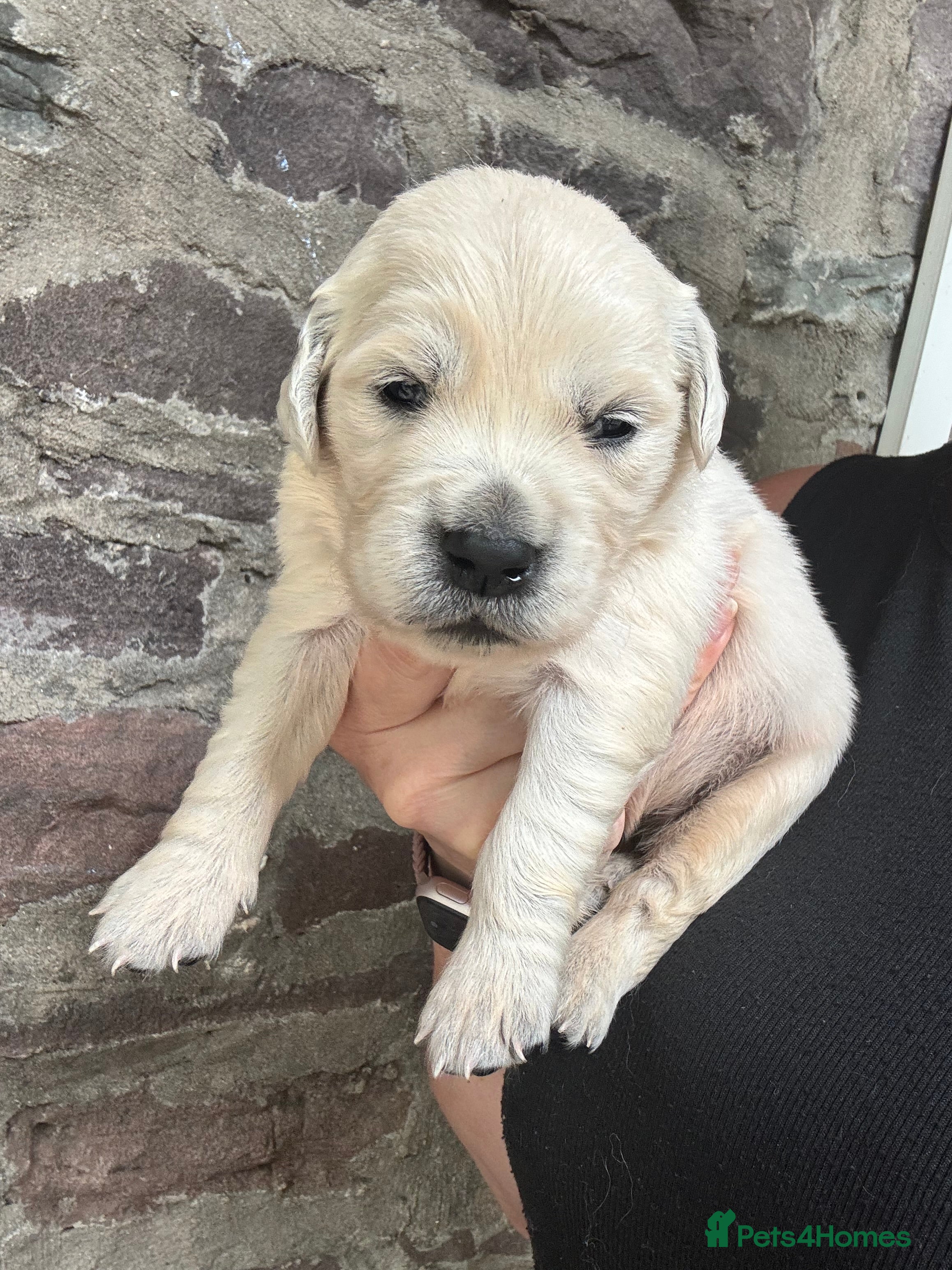 Golden Retriever dogs Stunning Cream, KC reg, health tested Puppies - Advert 2