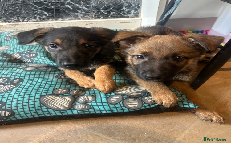 Mixed Breed dogs - Advert 14