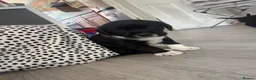 Cockerdor dogs for sale: 6 Cockerdor puppies left  in Camberley - Advert 3