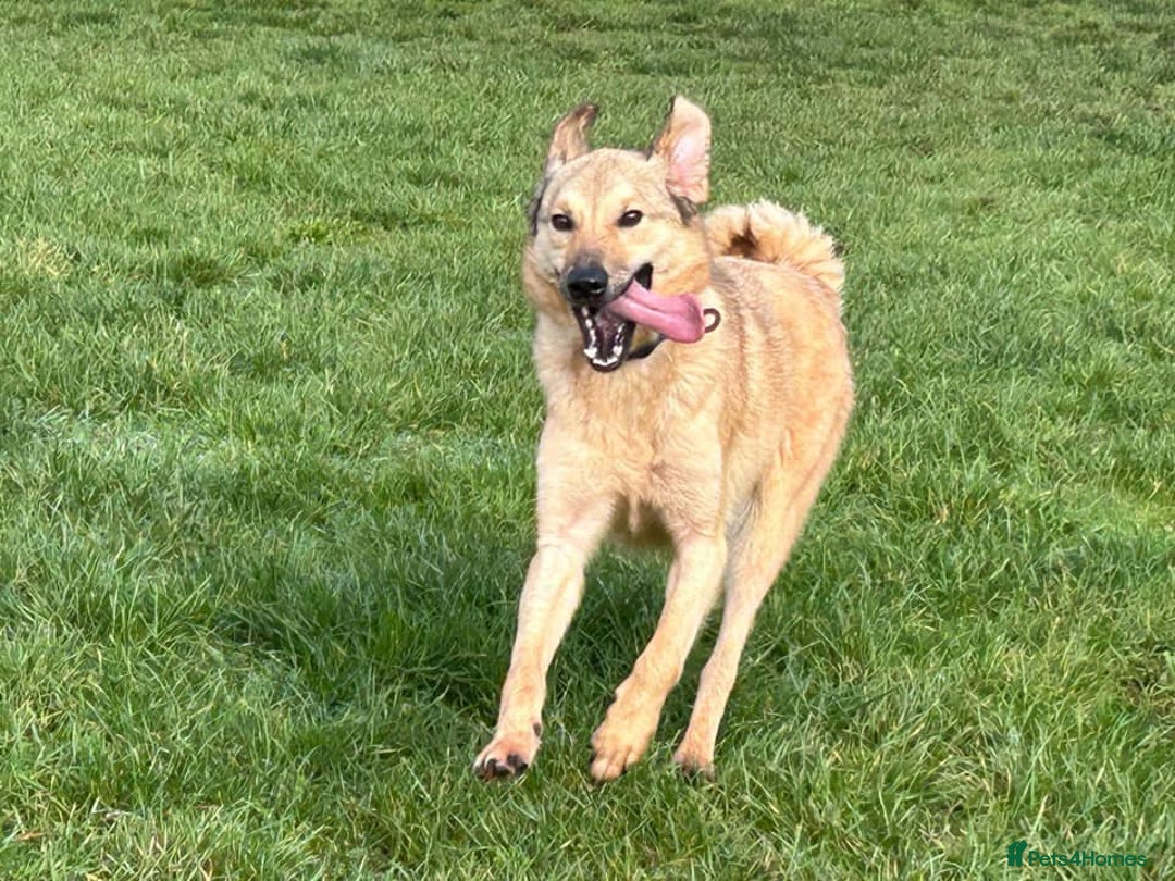 Mixed Breed dogs for adoption: Pettern - Norwich Norfolk  - Image 19