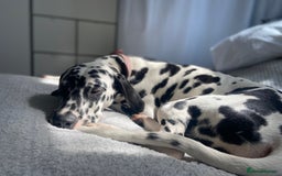 Dalmatian dogs for stud: Looking for Dalmatian stud! - Image 5