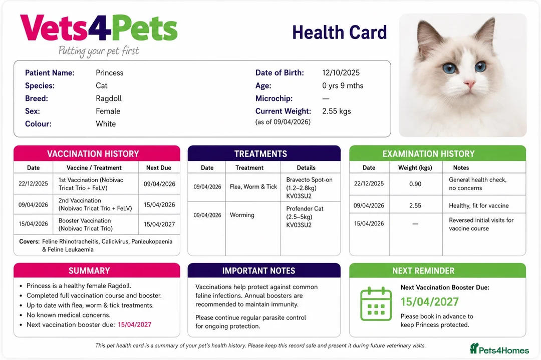 Ragdoll cats for sale: 9 Months Old Ragdoll Princess 👑  - Advert 2