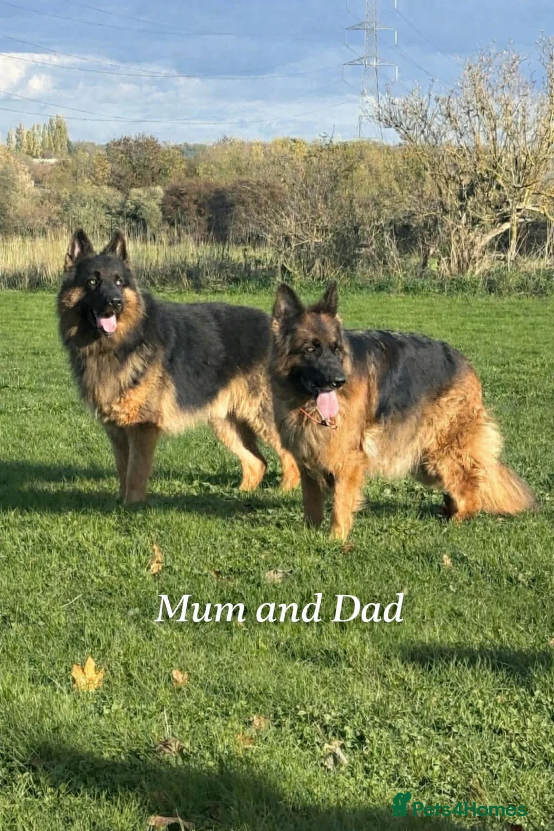 German Shepherd dogs for sale: Beautiful German Shepherd Puppies Kc Registered  - Advert 3