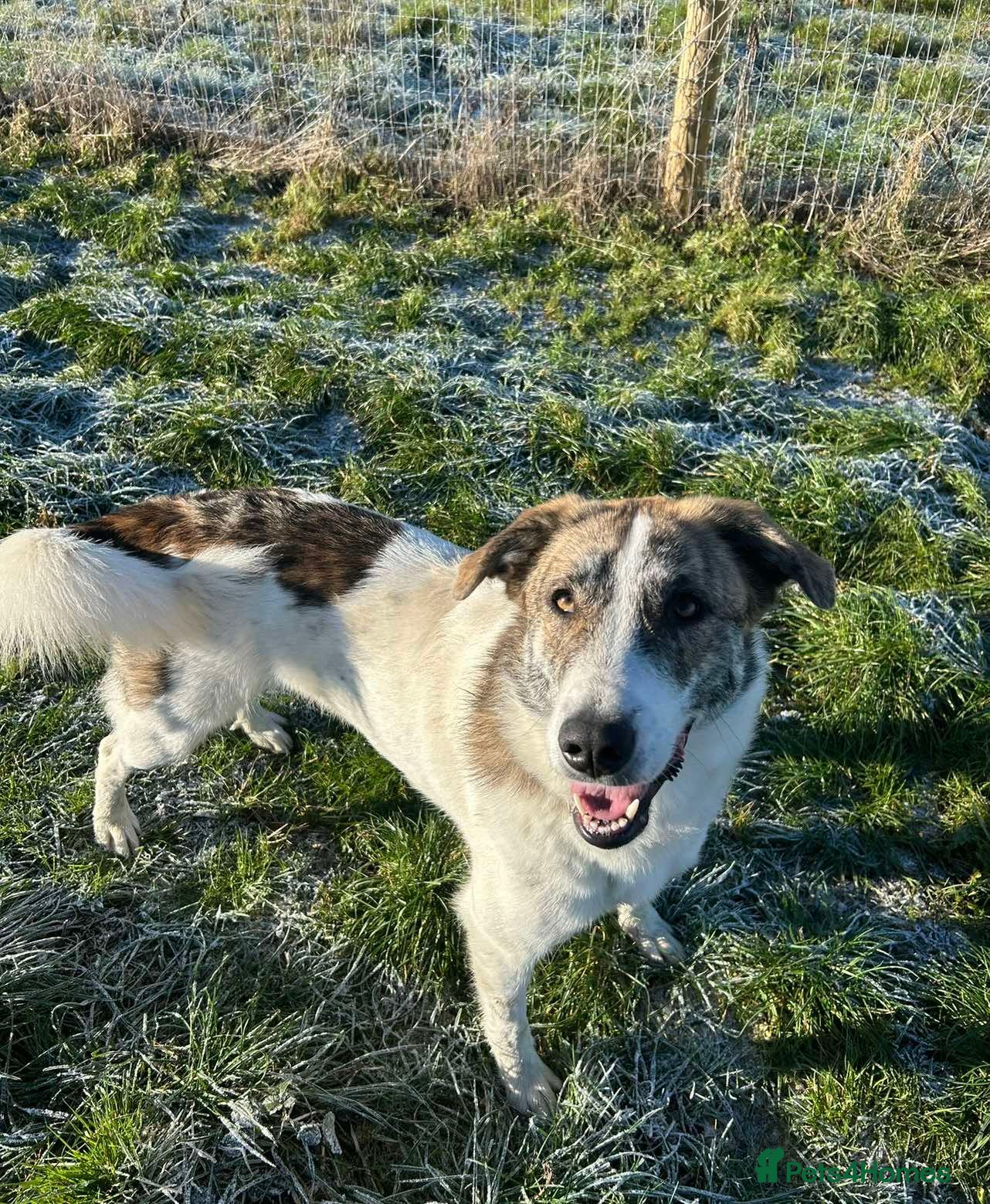 Mixed Breed dogs FLO   - Advert 11