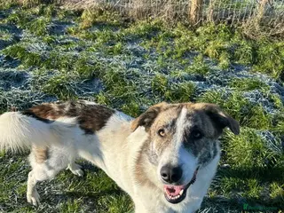 Mixed Breed dogs FLO - Advert 11