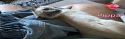 Ragamese cats for sale: Two Beautiful Ragamese Girls Ready To Leave Now - Advert 6