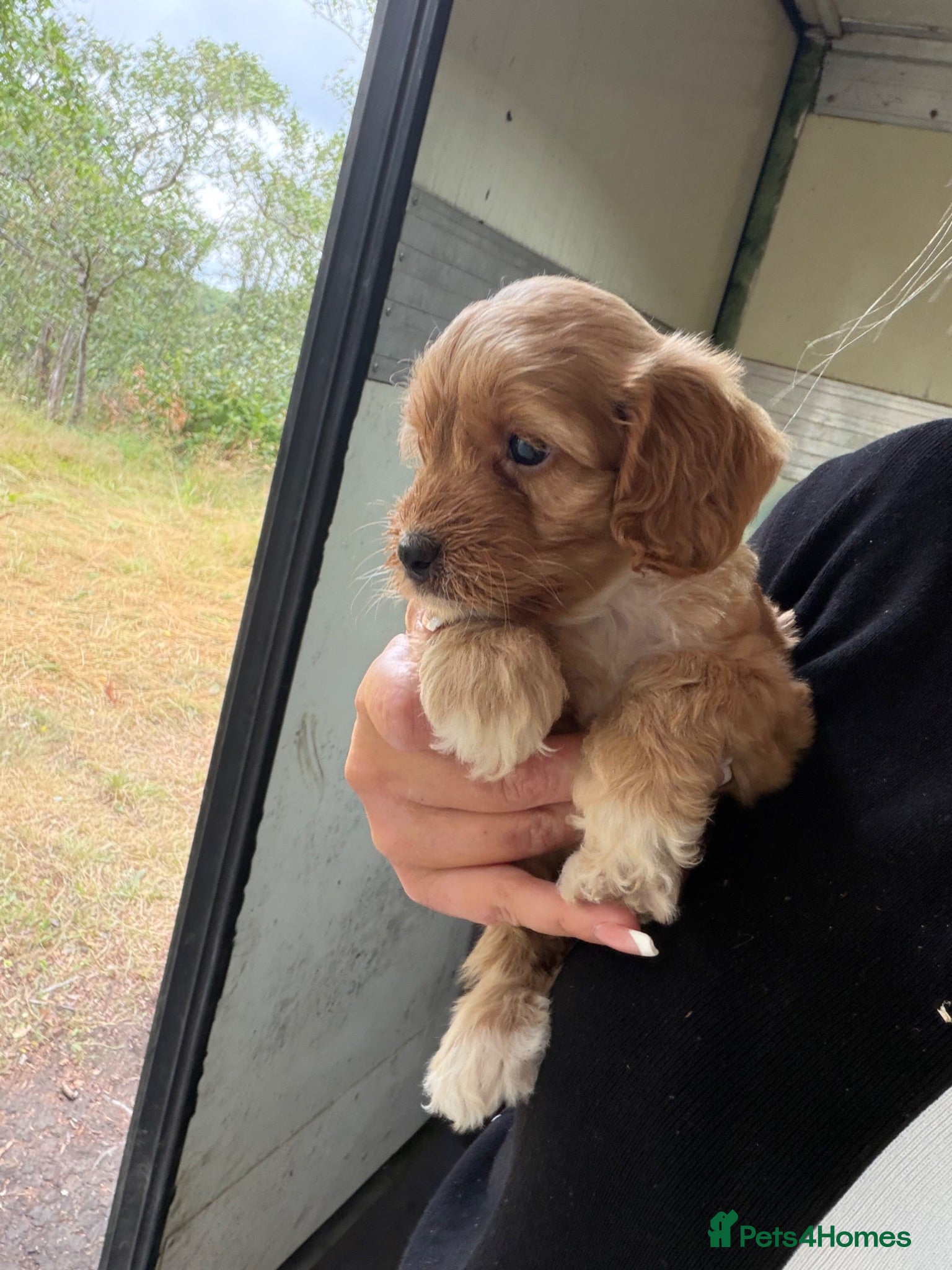 Cockapoo dogs F1 Cockapoo Pups READY LEAVE NOW ‼️ - Advert 6