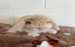 Mini Lop rabbits for sale: Beautiful friendly litter of mini lops for sale  - Image 8