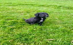 Mixed Breed dogs for sale: Gorgeous Borderlier pups - Advert 5