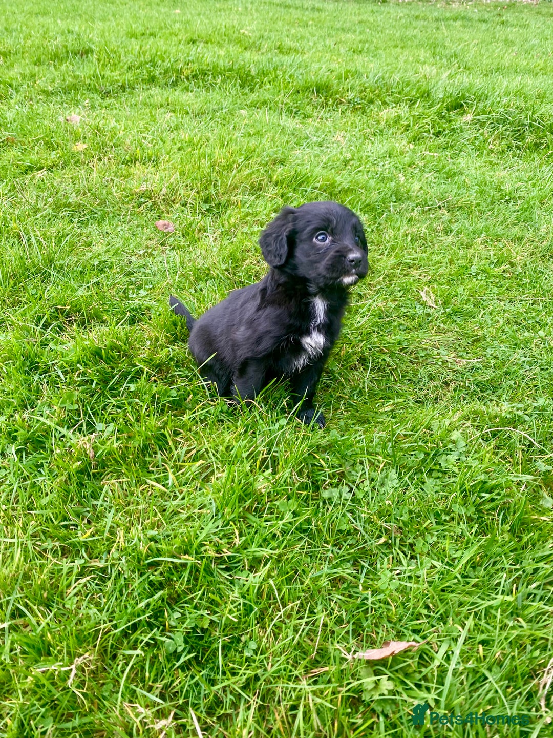 Mixed Breed dogs for sale: Gorgeous Borderlier pups - Advert 5